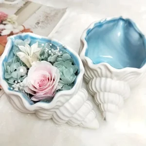 قوقعه مفتوحه